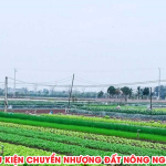 Điều Kiện Chuyển Nhượng đất Nông Nghiệp