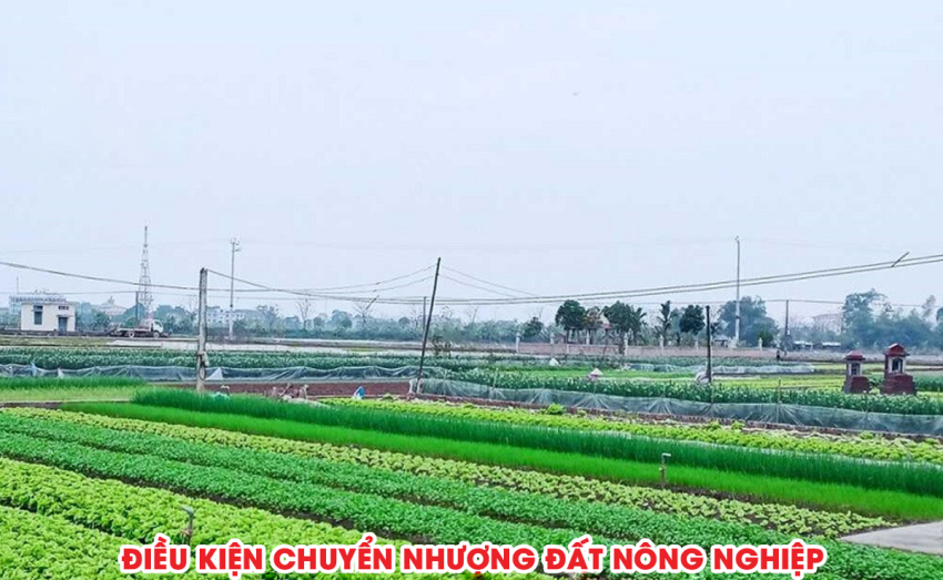 Điều kiện chuyển nhượng đất nông nghiệp